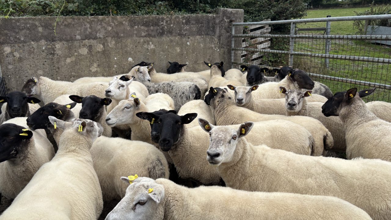 Sheep trade: More pressure on cull ewe and lamb prices this week