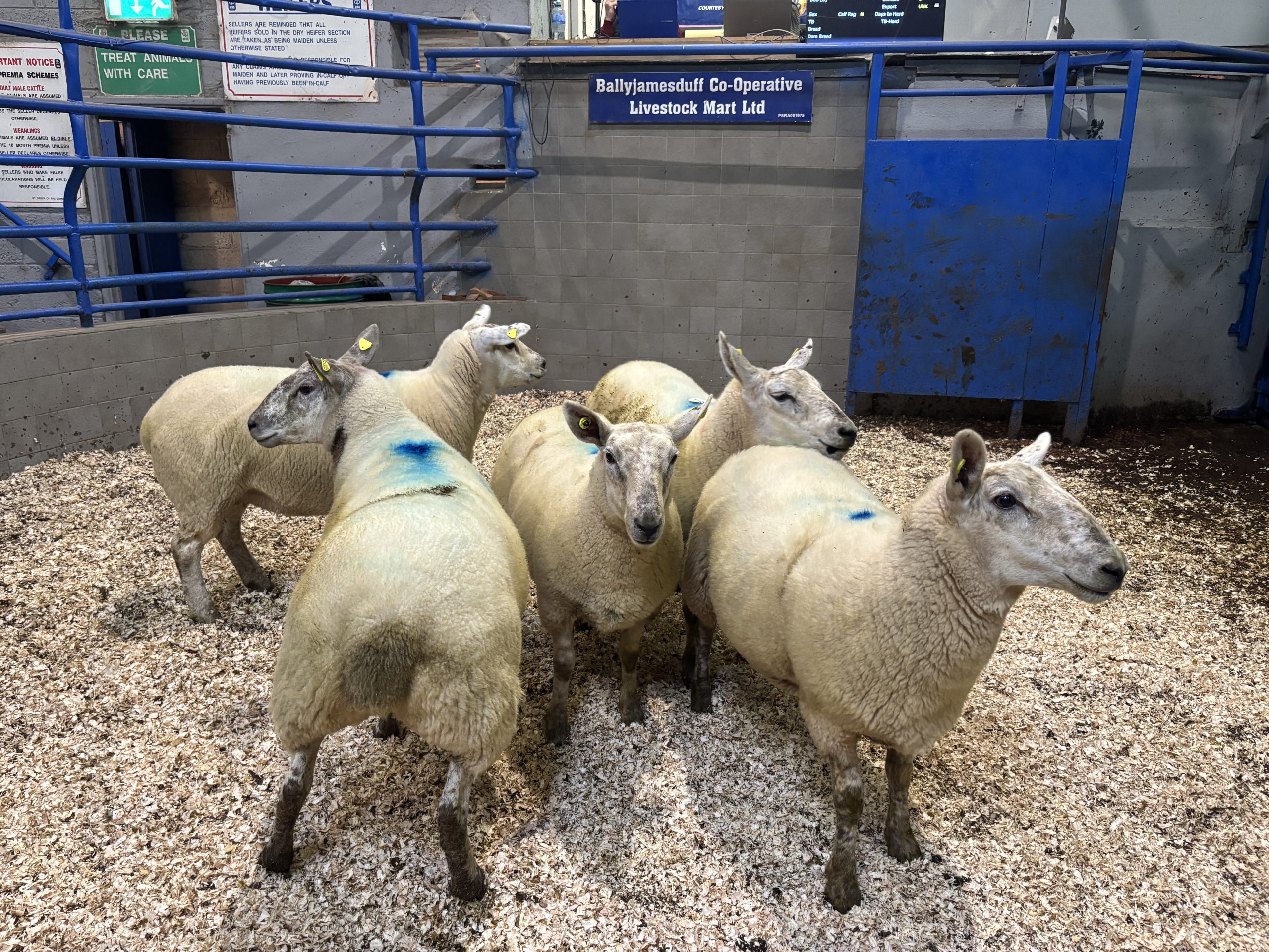 Mart report: Mixed trade in breeding sheep sale at Ballyjamesduff Mart