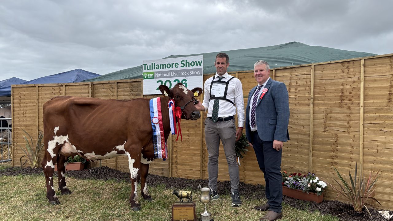 Red genes attract crowds at Tullamore