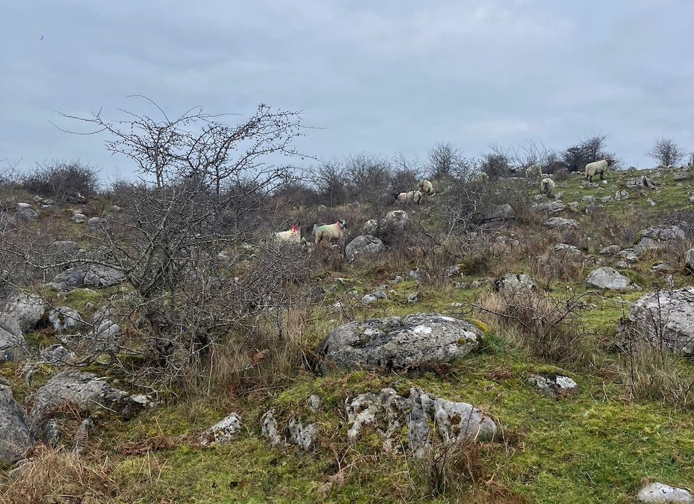 From rocks to roots in Roscommon as karst farming celebrated