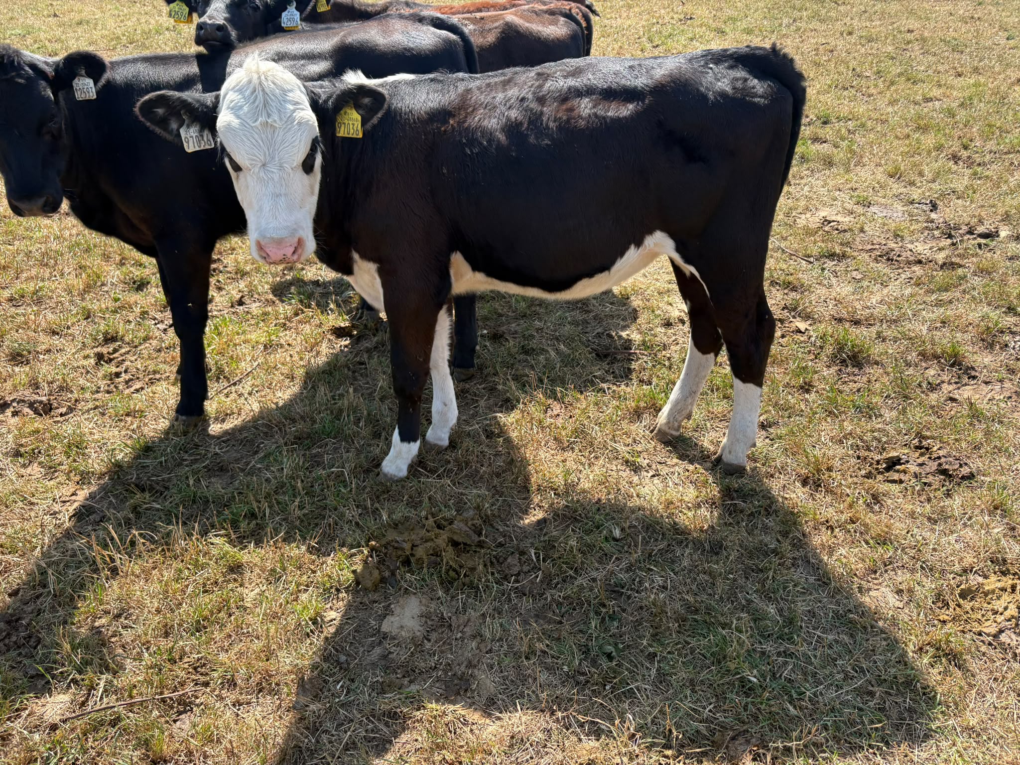 Caution advised when upping meal feeding rates for calves in dry spell