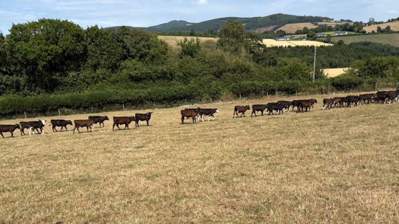 Caution advised when upping meal feeding rates for calves in dry spell