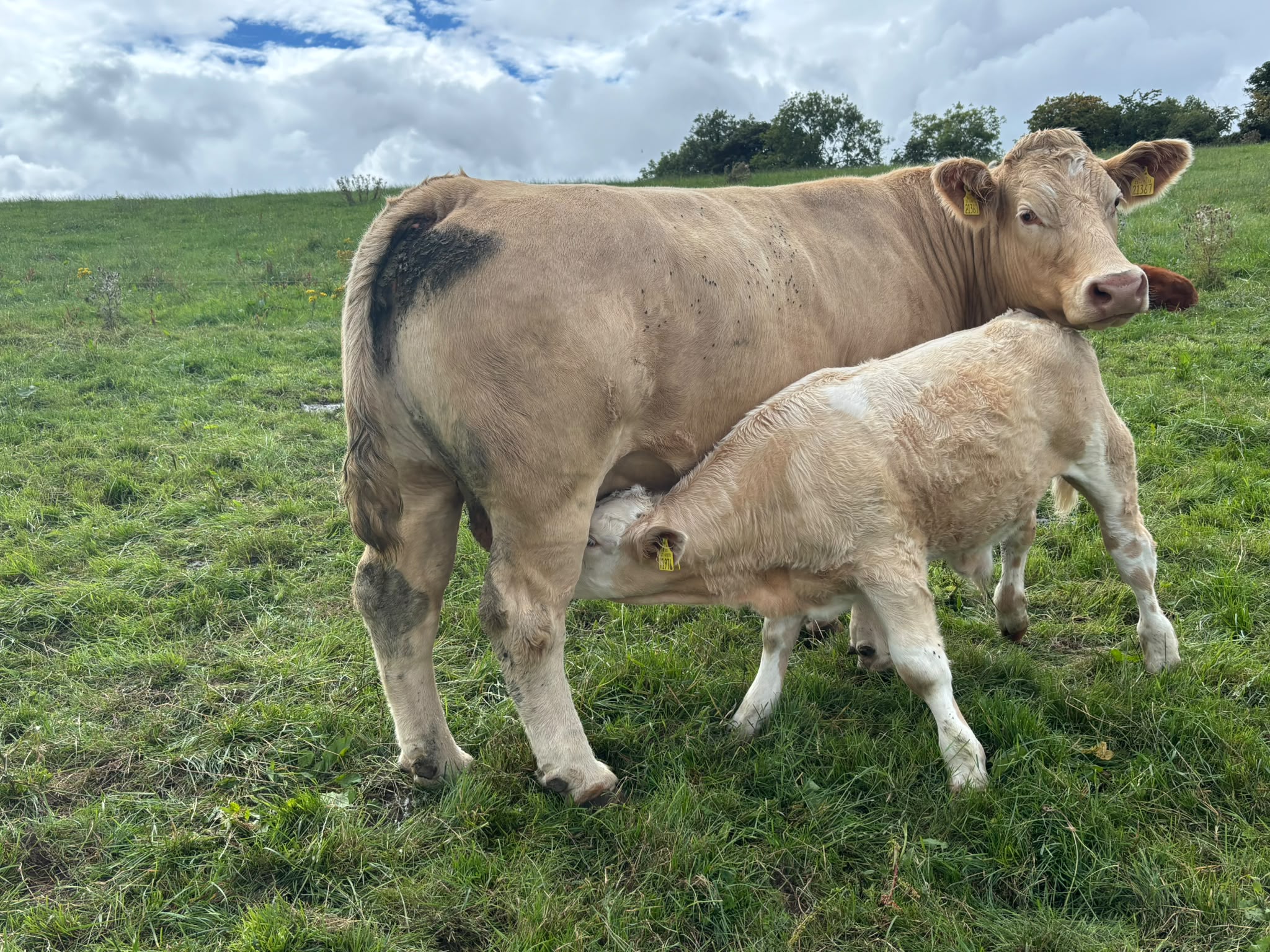 Bull beef and suckler update from Monaghan ABP Monitor Farm