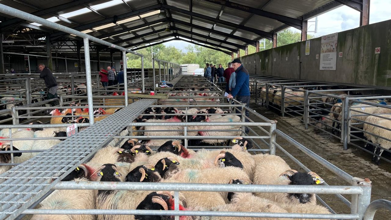 How were prices at the new Maam Cross sale for organic sheep producers?