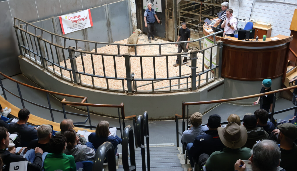 Rams average over €900 at Sheep Ireland €urostar multibreed sale