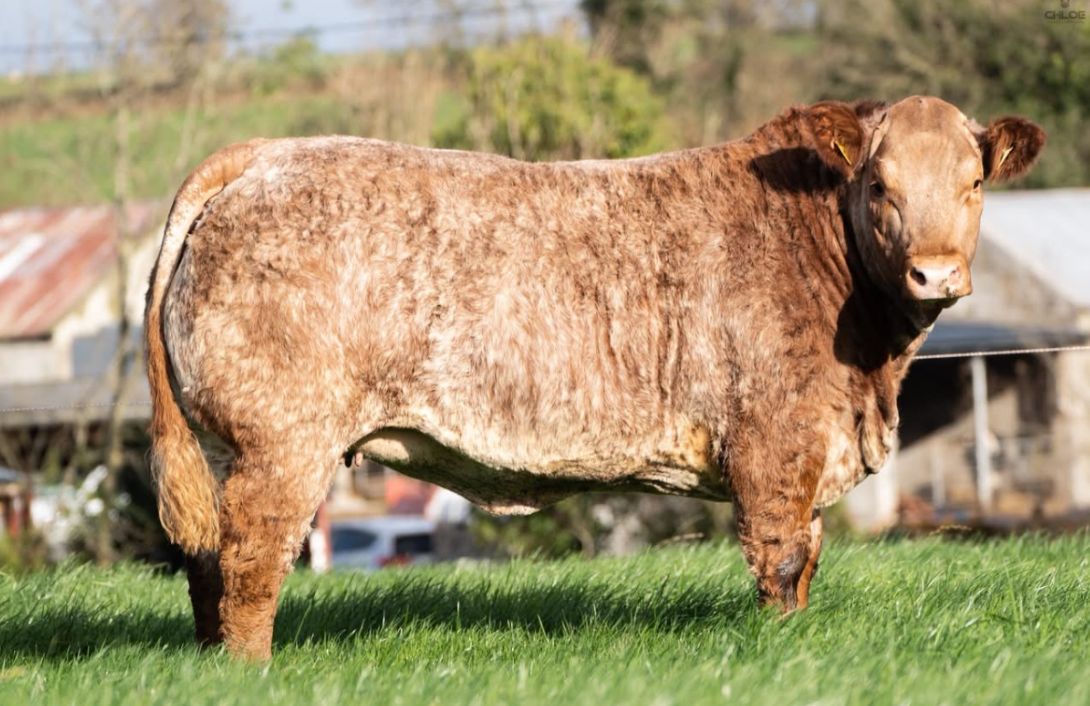 Gallery: Emyvale farmer gears up for in-calf heifer sale at Ballybay Mart