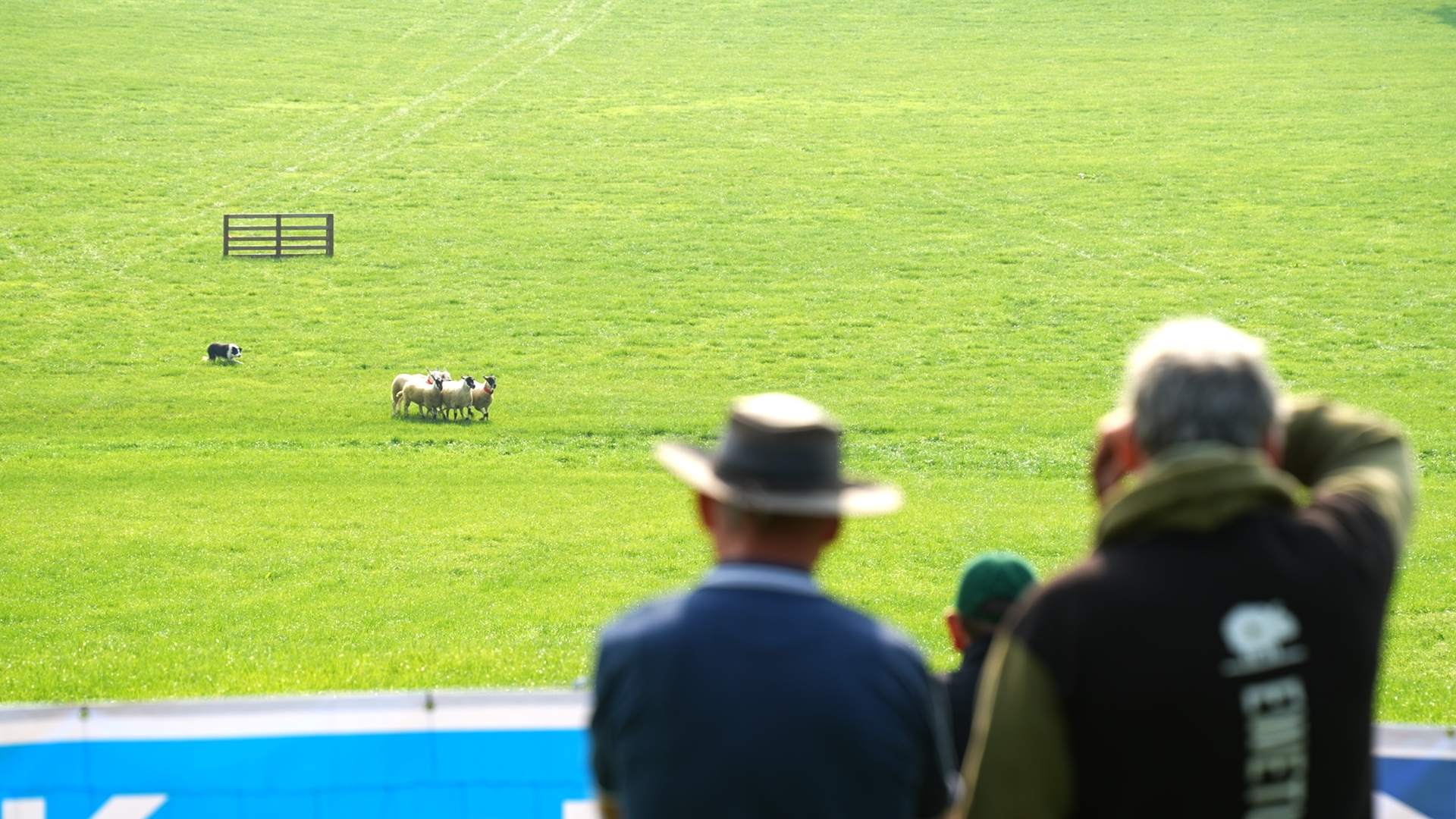 Watch: Irish sheepdogs get put through their paces in Tyrone