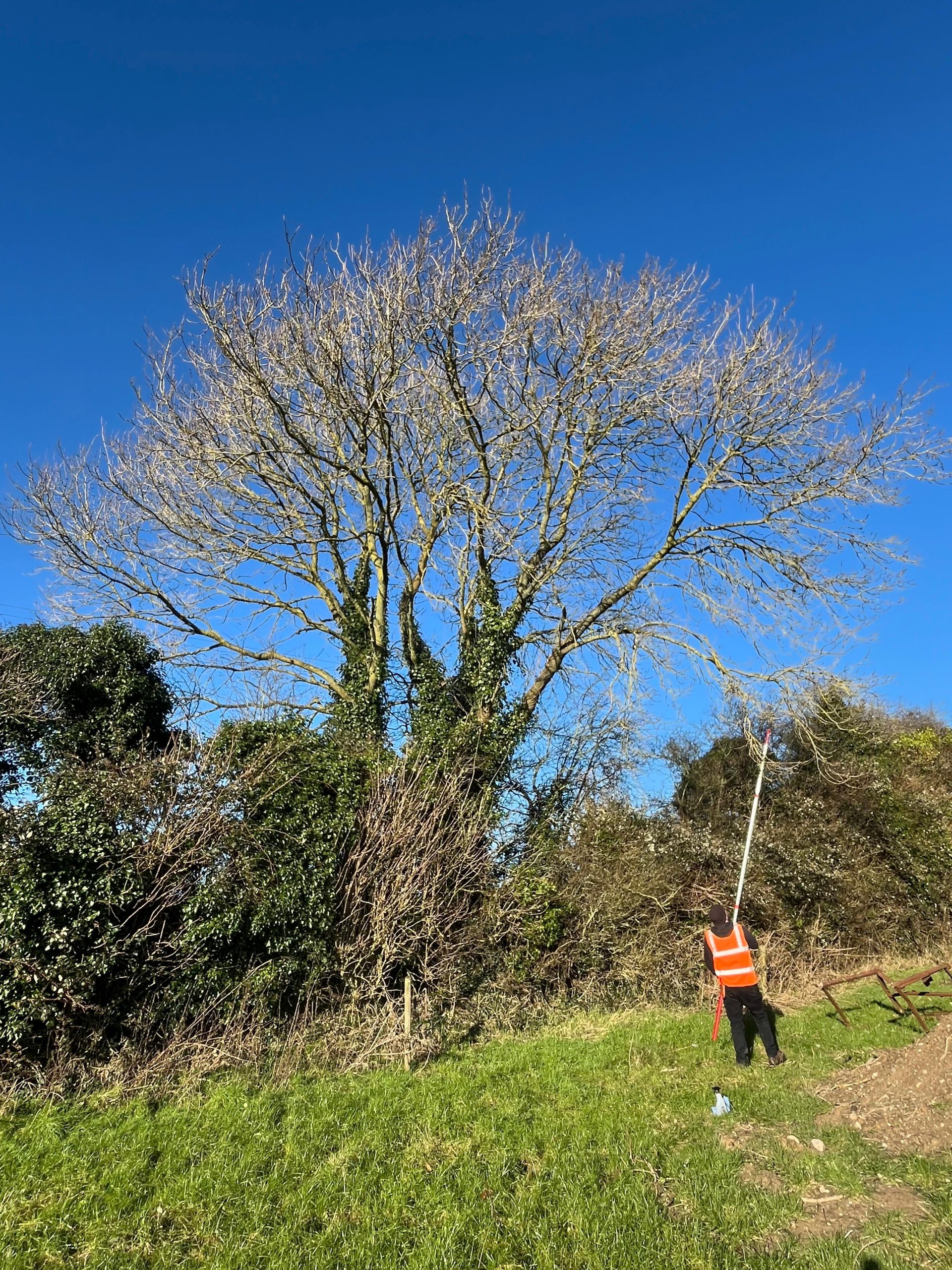 The growing search for Ireland’s healthy ash trees