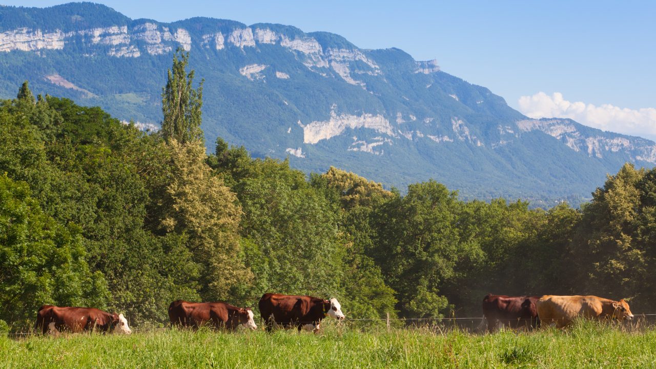 Cattle farm fraud: €263,000 scam leads to convictions in France