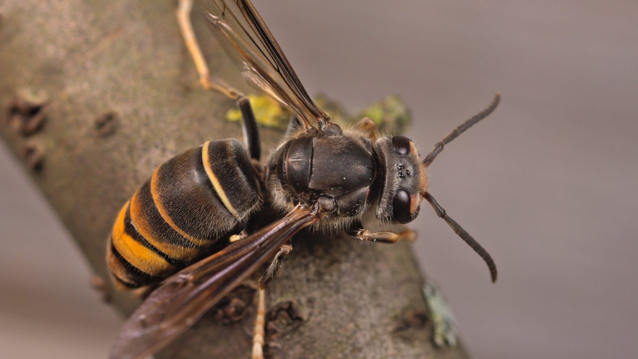 Asian hornet captured in Co. Cork