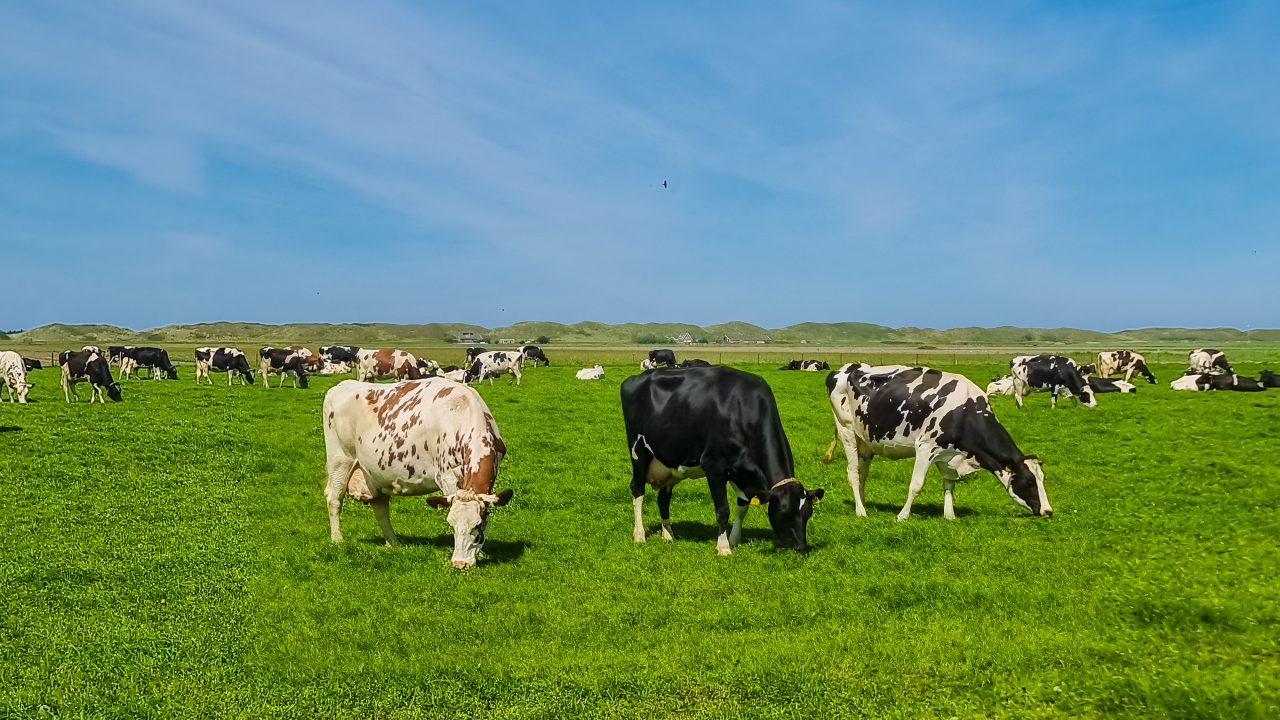Shamonda Virus Detected in Jersey: Midge-Borne Livestock Disease Reaches British Isles