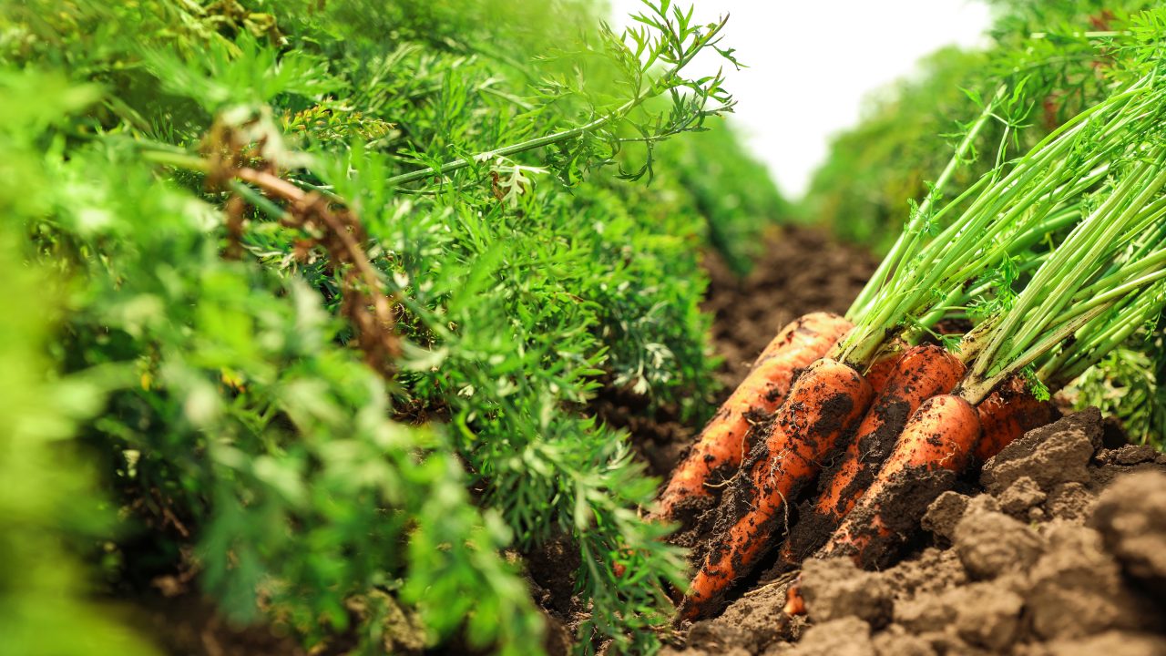 New organic food rules described as ‘a strong result for farmers'