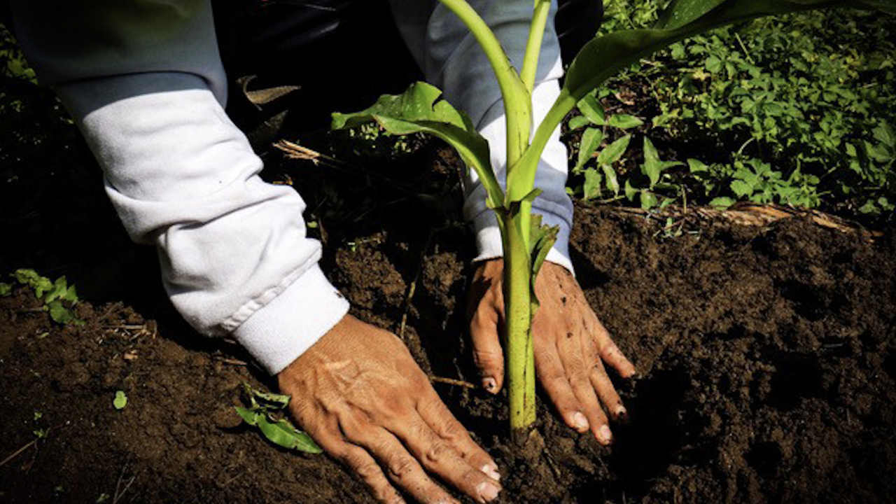 Fyffes targeting 100% regenerative banana and pineapple farms by 2030