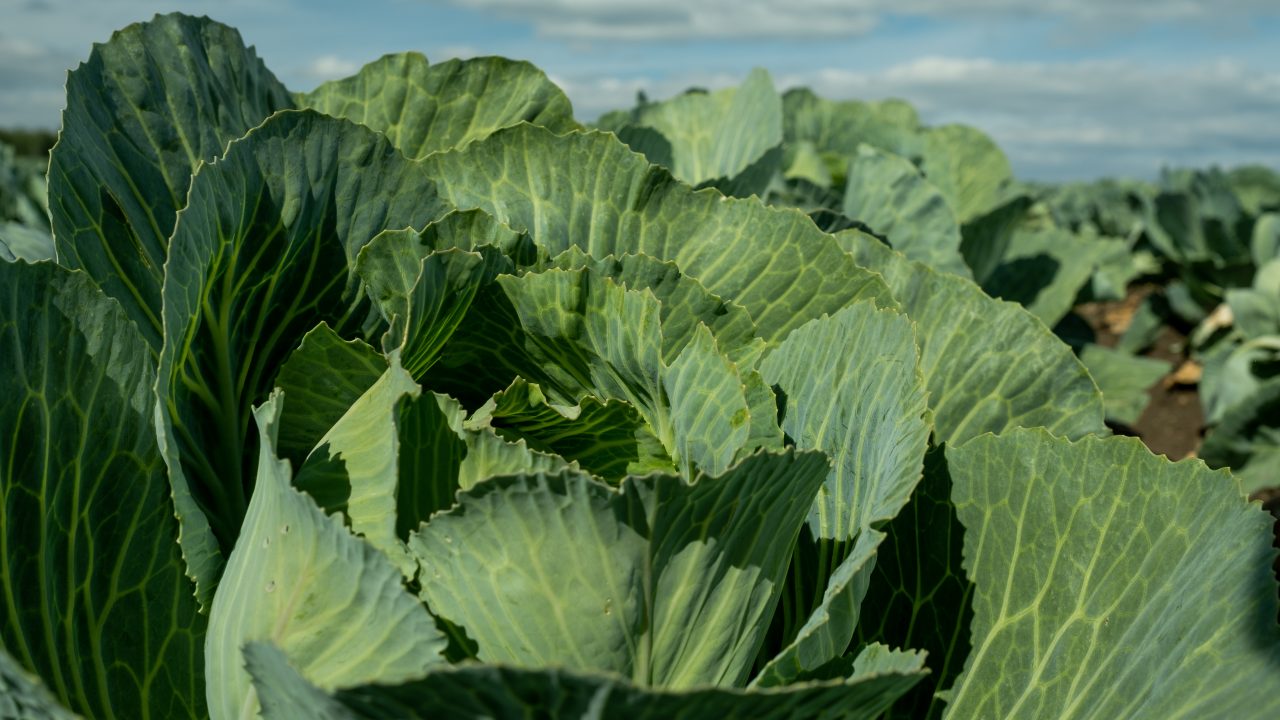 DAFM urged to boost Irish horticulture amid import concerns