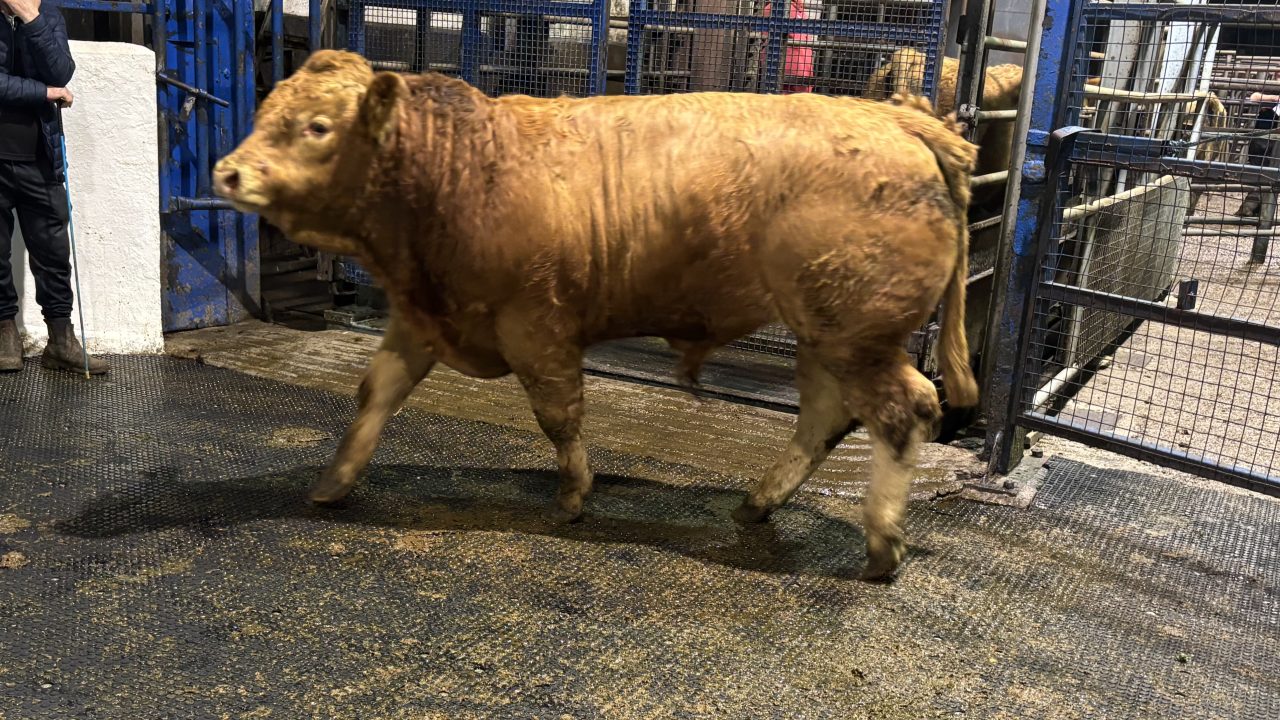 Mart report: Weanlings under 450kg rise by €30-€40/head at Ennis sale