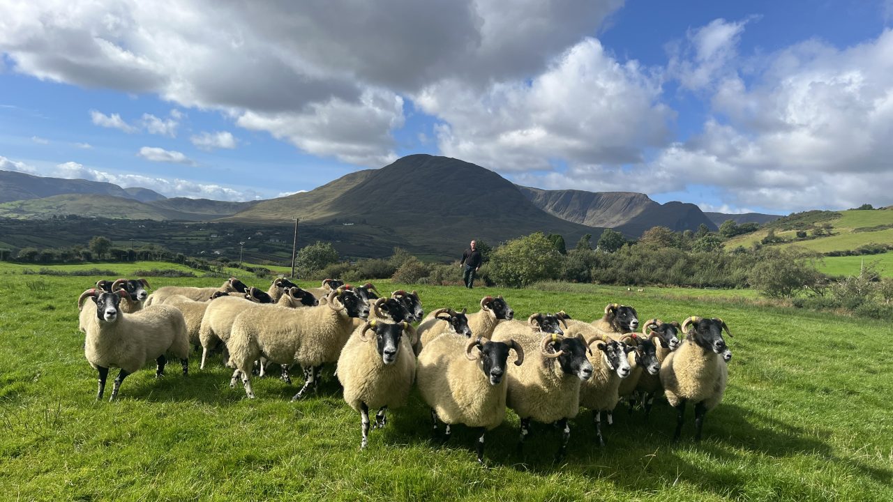 Special sale of 2,200 horned ewes set for Ballinrobe Mart this Saturday