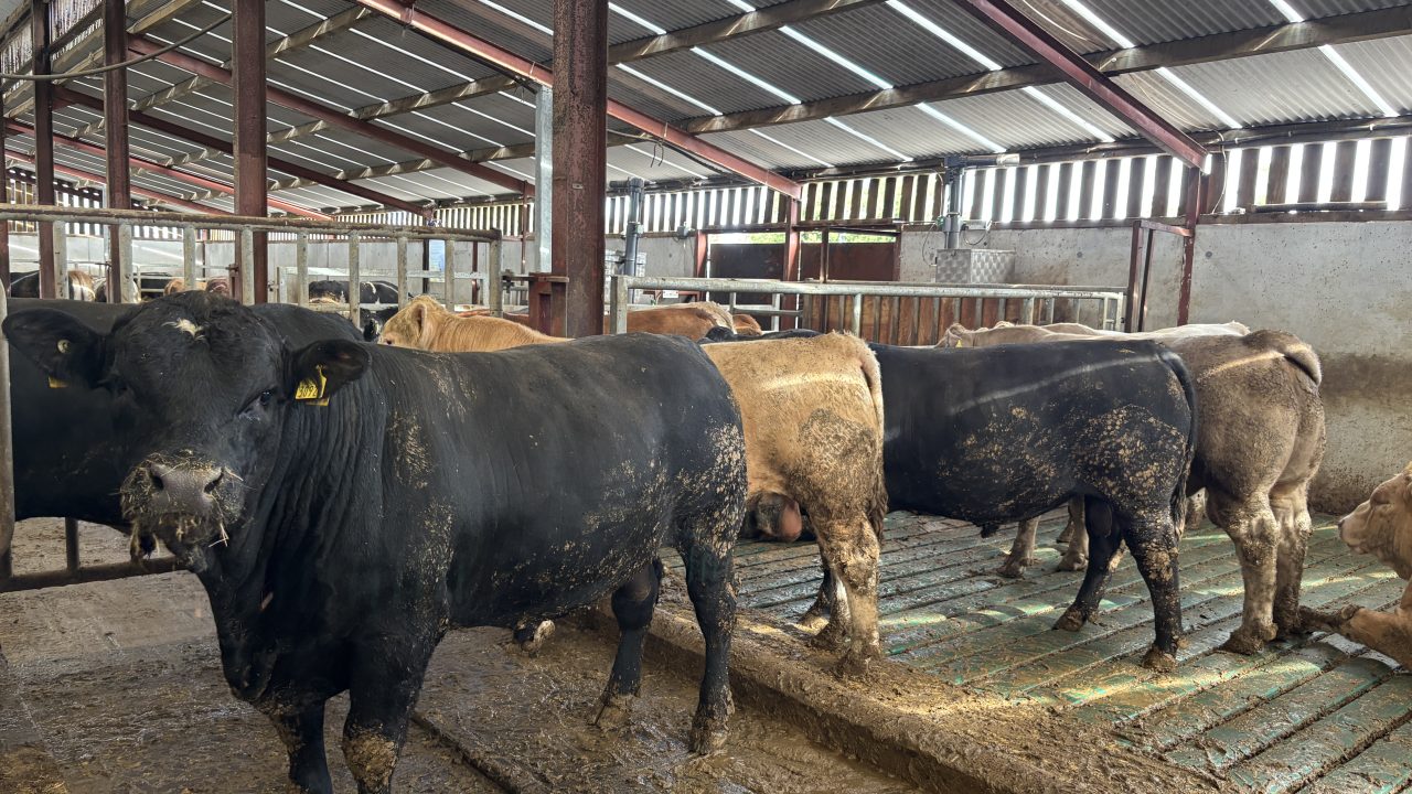 Kildare 700-head beef finishing research unit hosts farm open day