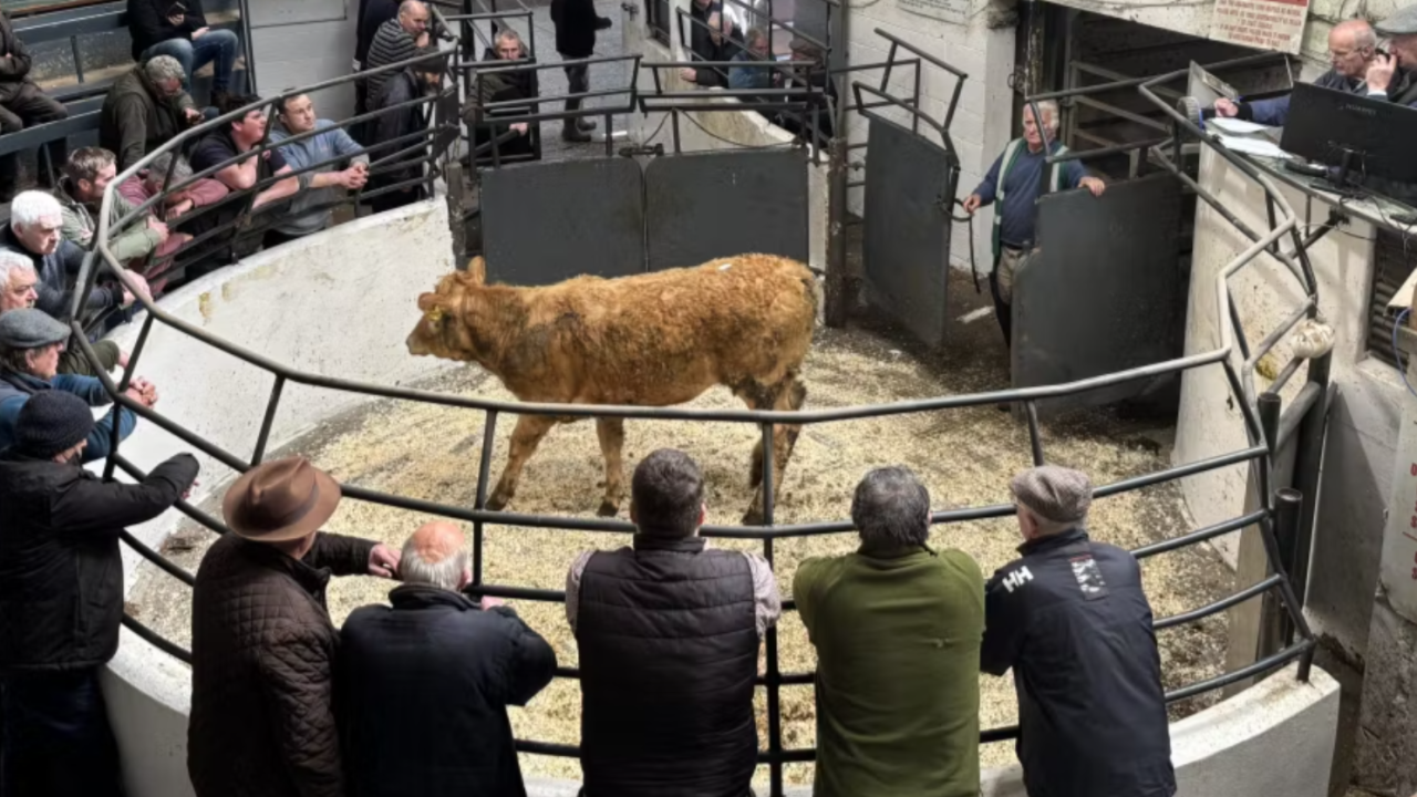 Mart report: Cattle prices firm as more buyers move out at Castlerea