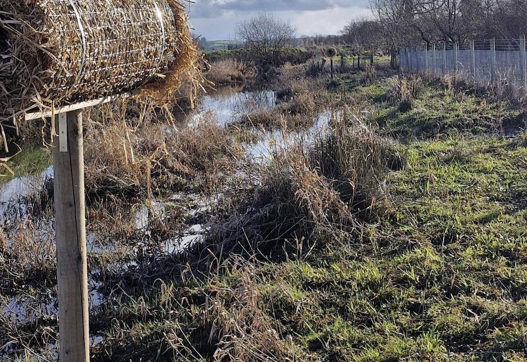 Hunting ban alone can't save declining bird species
