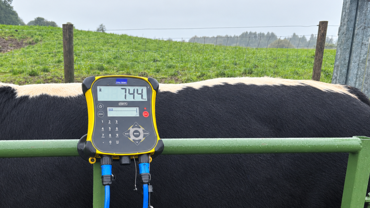 Cattle kill-out and calf performance update from ABP Demo Farm