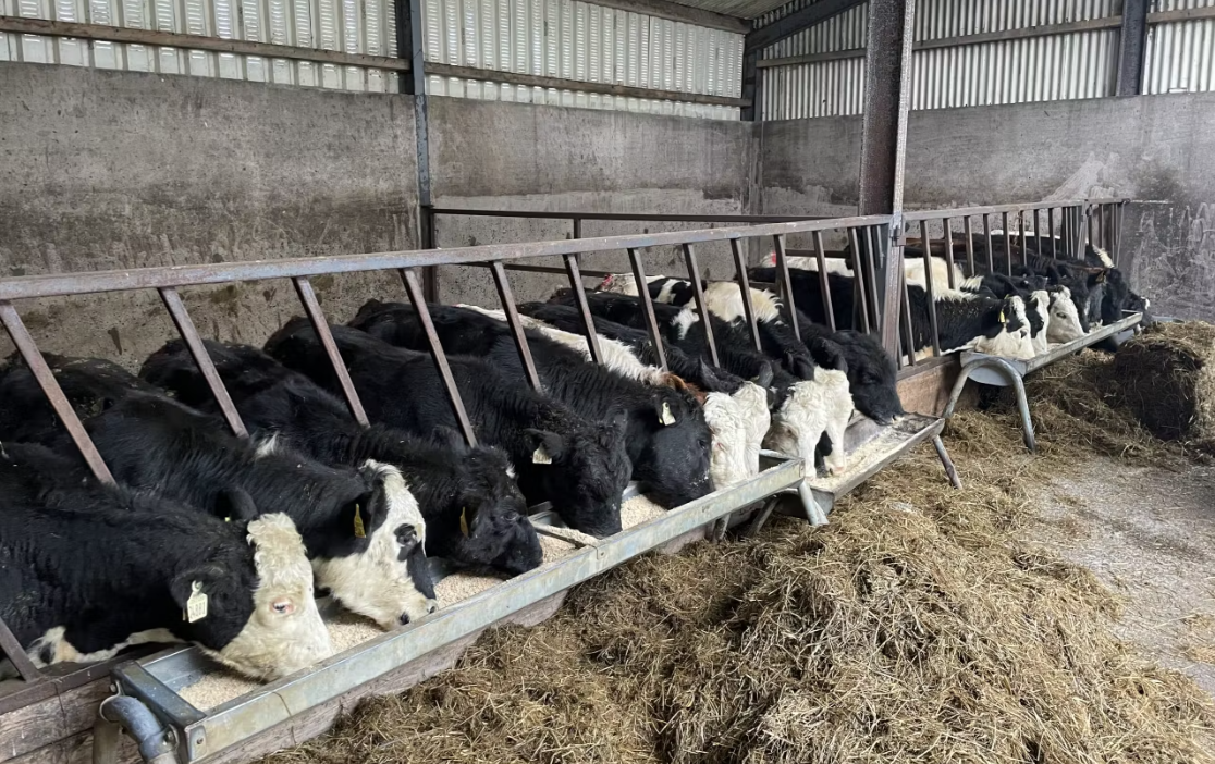 Reminder: Key vaccinations for beef farms ahead of housing