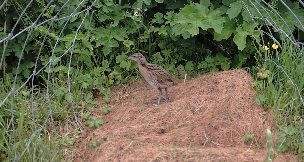 Corncrake chicks caught on camera as farmers praised for support ...