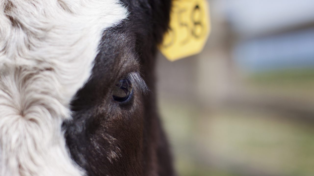 Bluetongue cases rise to 48