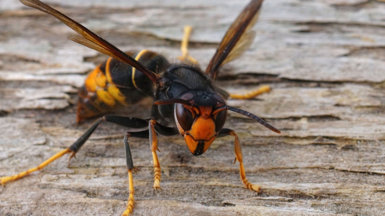 Asian hornet nest in Cork located after intensive search