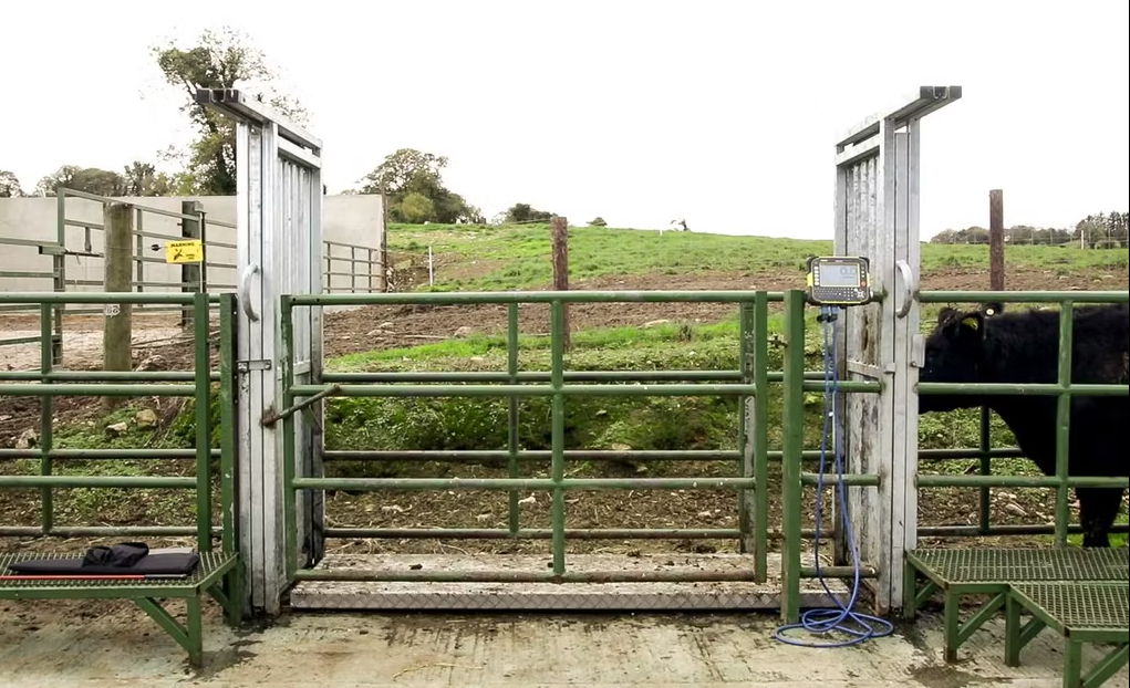 Reminder: Less than 1 week to record SCEP and dairy-beef weights